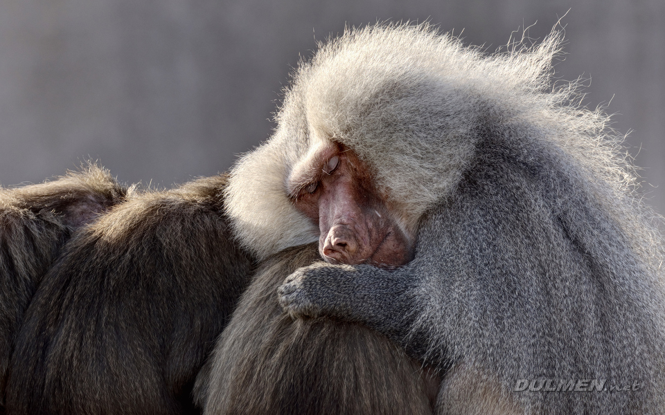 Hamadryas baboon (Papio hamadryas)